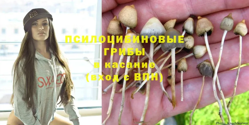 Галлюциногенные грибы Psilocybine cubensis Балаково